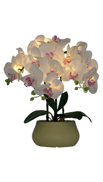 ルーミールミナス3本立